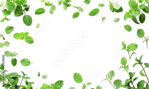 A frame of the farmacy herbs for the preparing medical product.
