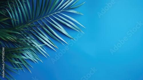 Palm tree with tropical leaves on a blue background with a place to copy text, an even layer of green tropical leaves. The concept of recreation, tourism, and sea travel.