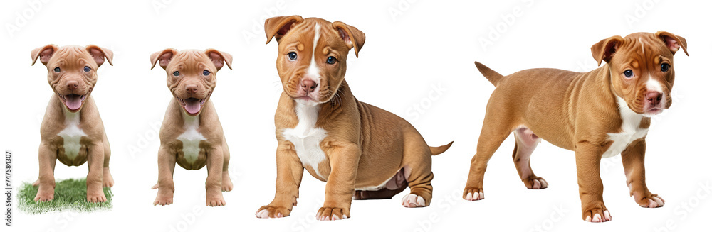 Red nose pitbull puppy isolated on transparent background or white background, different positions, puppy standing and sitting, front and side view, looking at the camera, PNG Red nose pitbull puppy isolated on transparent background or white background, different positions, puppy standing and sitting, front and side view, looking at the camera, PNG