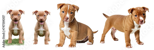 Red nose pitbull puppy isolated on transparent background or white background, different positions, puppy standing and sitting, front and side view, looking at the camera, PNG photo