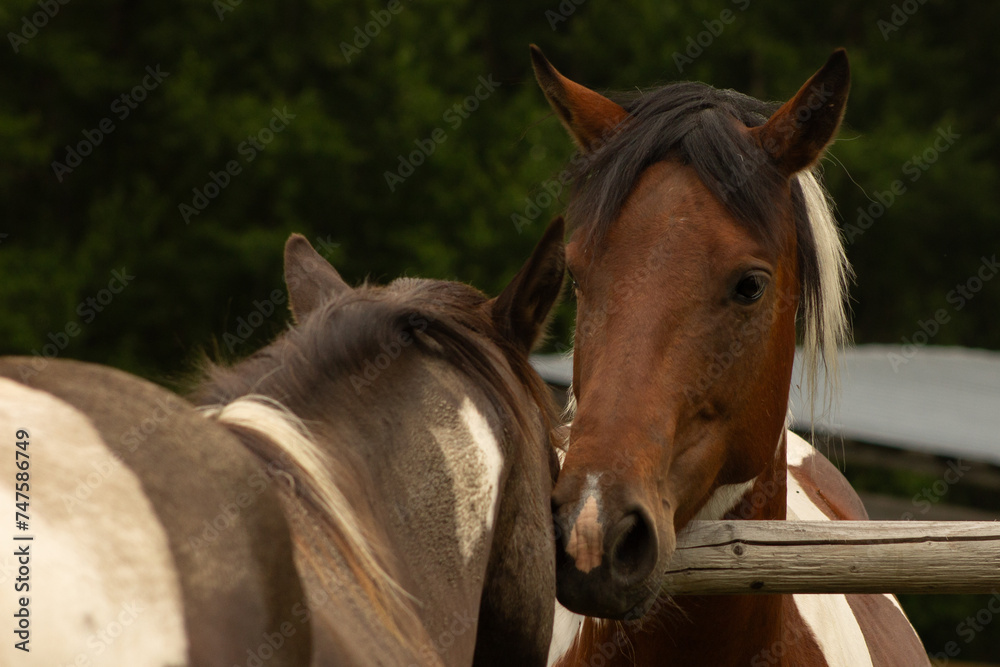 Obraz premium Bay Tobiano Coat Colour Pattern Female Paint Horse Mare in Heat Greets Buckskin Gelding over the Fence with Space for Text