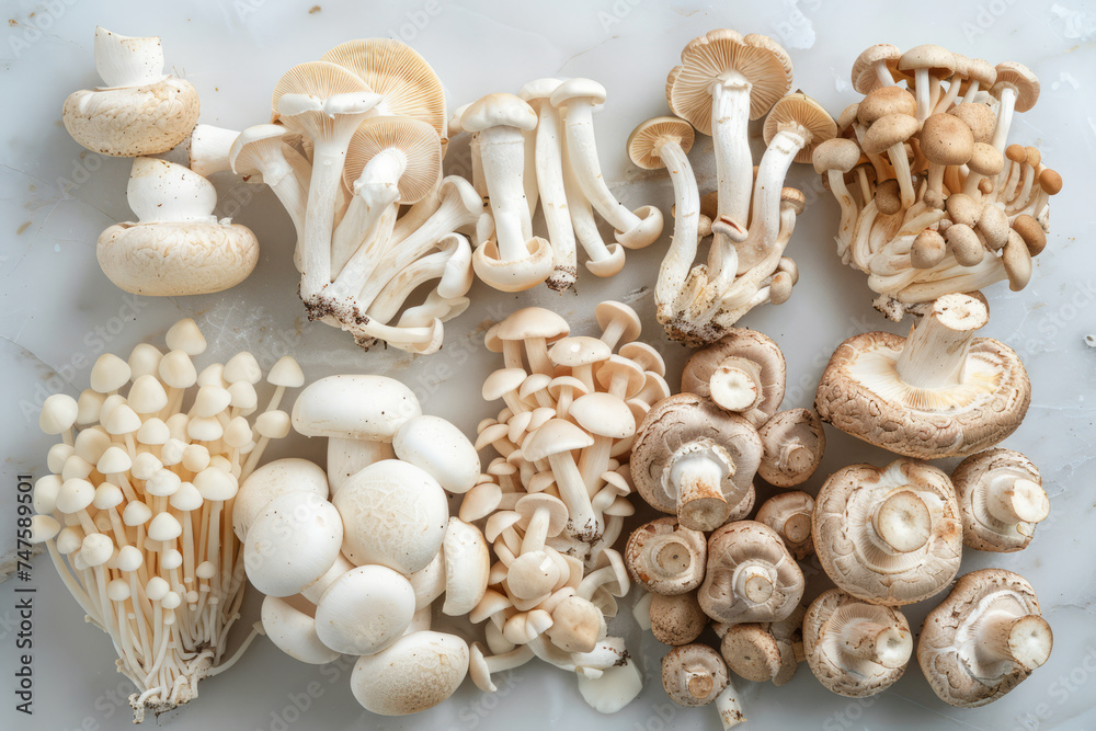 Overhead flat lay view of different varieties of mushroom and fungi Overhead flat lay view of different varieties of mushroom and fungi
