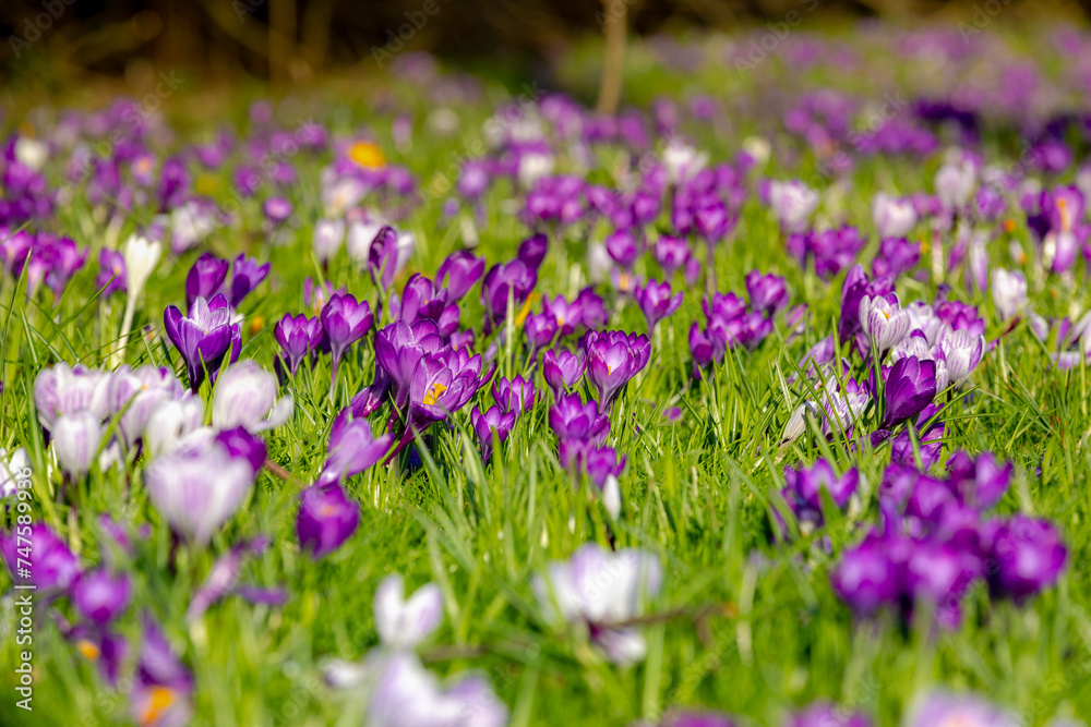 Selective focus group of multicolour white purple crocus, Genus of flowering plants in the family Iridaceae, The flowers are one of the brightest and earliest in spring bloom, Natural foral background