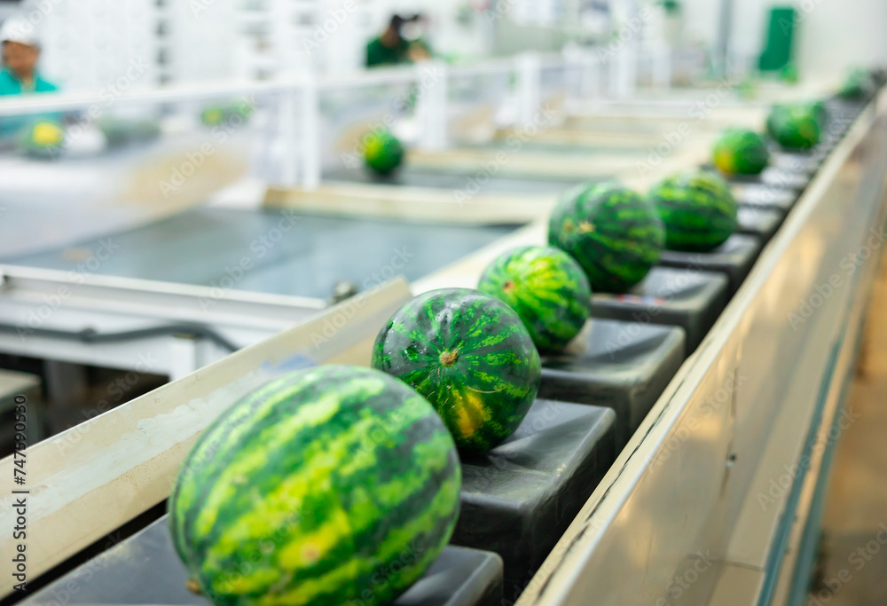 Closeup view of freshly harvested striped watermelons on industrial fruit sorting line at packaging factory