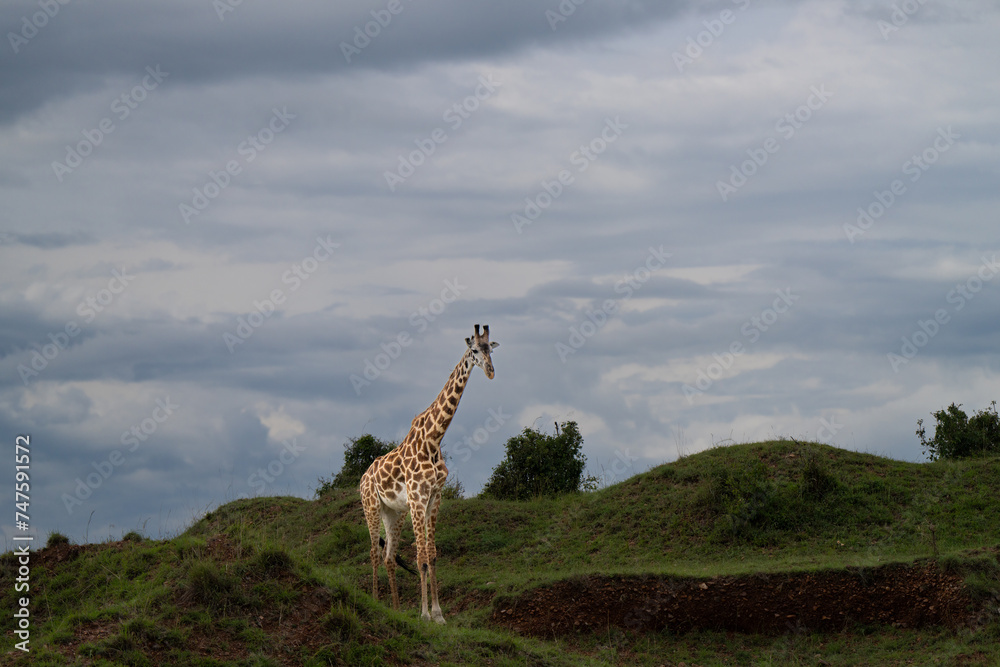 Obraz premium giraffe walking straight ahead among the monticules