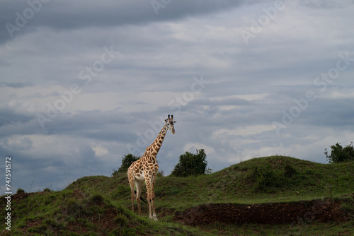 giraffe walking straight ahead among the monticules photo