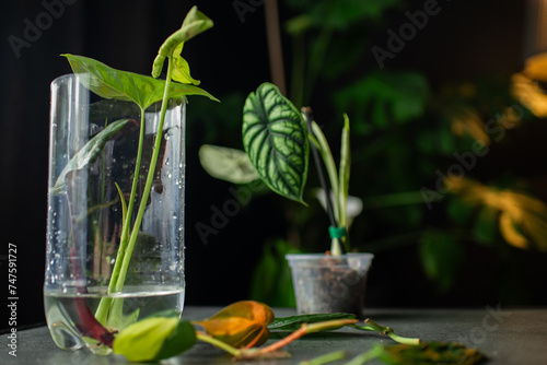 plants for Water propagation. Water propagation for indoor plants. photo