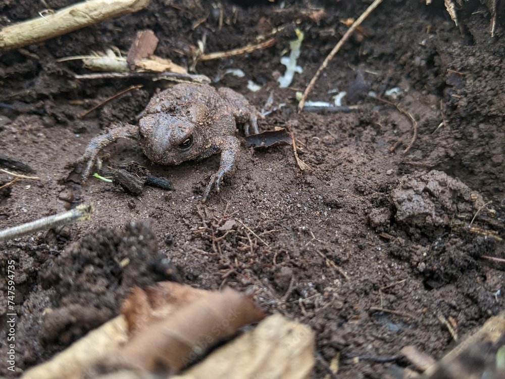 The front of an American Toad