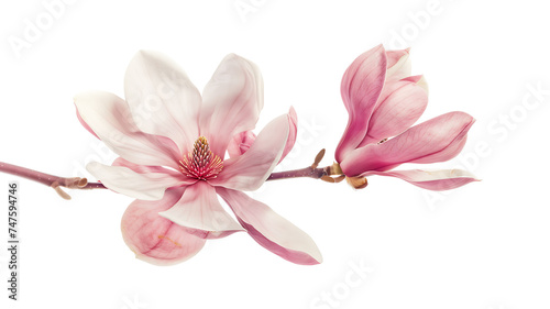 Watercolor Beautiful pink magnolia flower tree branch isolated on white background with full depth of field. Magnolia illustration, spring flower branch