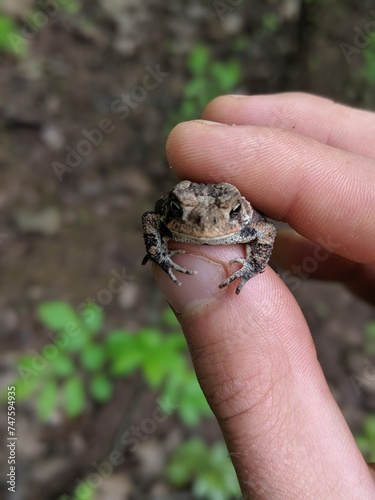 A small gray Treefrog in my fingertips