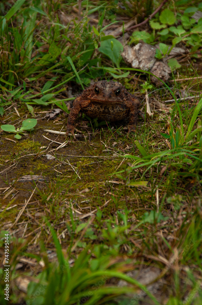 The front of a Toad looking at the camera The front of a Toad looking at the camera