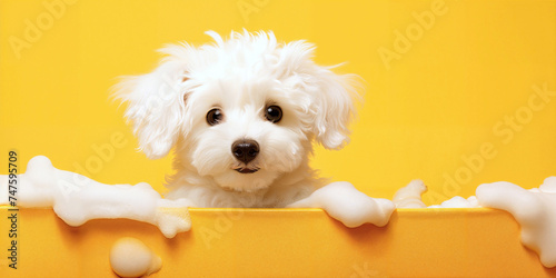Happy wet dog taking a bath. Cute puppy in a bathtub with soap foam and bubbles. Pets cleaning or washing concept © Aquir