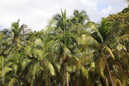 Guadeloupe - Plage de Grand Anse (Strand in der Karibik) - Palmen photo