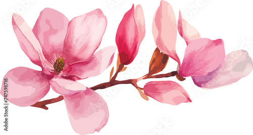 Beautiful pink spring magnolia flowers tree branch watercolor vector illustration isolated on white background with clipping path. Nature background with blossom branch