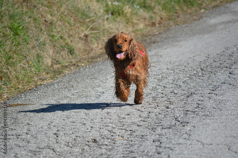 GOG PER COCKER SPANIEL RUN HAPPY DOG GOG PER COCKER SPANIEL RUN HAPPY DOG