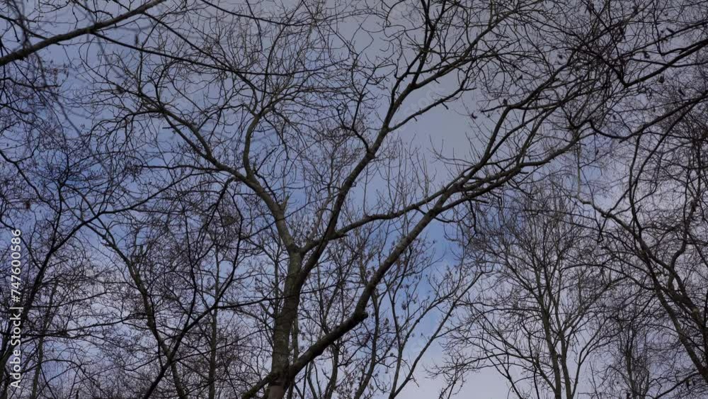 Tall thin bare winter trees in gloomy weather and a pale sky Tall thin bare winter trees in gloomy weather and a pale sky