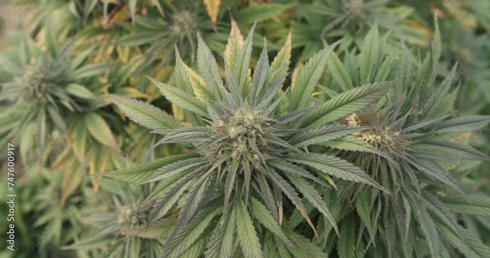 Details of Cannabis plants during harvest season in autumn, CBD production in Austria, Medical Marihuana Details of Cannabis plants during harvest season in autumn, CBD production in Austria, Medical Marihuana