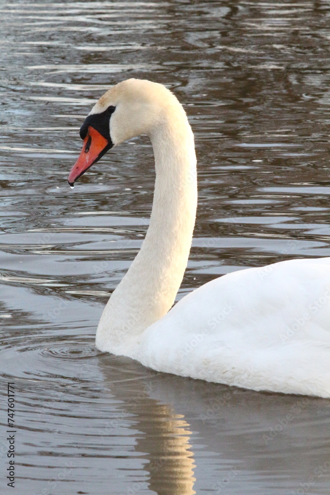 Fototapeta premium swan on the lake