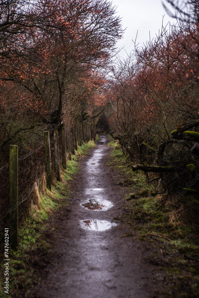 path in the woods in autumn fall path in the woods in autumn fall