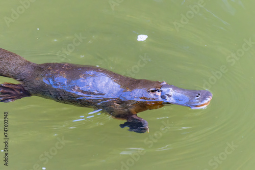 close up of a platypus chewing a food item on the surface of a pool at eungella national park of queensland, australia