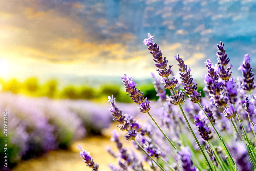 Naklejka premium Lavendel Feld im Sonnenuntergang