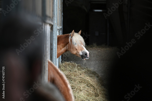 Haflinger horse breed in a stable in Upper Austria photo