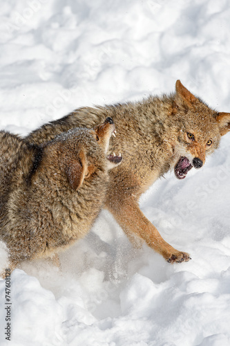 Coyotes (Canis latrans) Snap and Flinch Winter © hkuchera