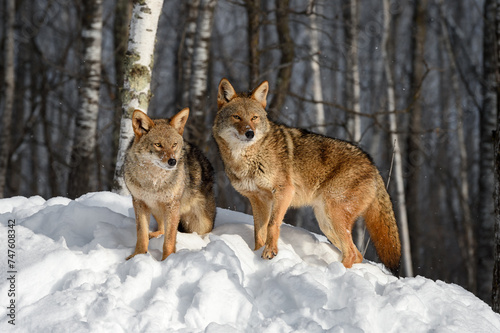 Coyotes  Canis latrans  Look Out From Birch Forest Winter