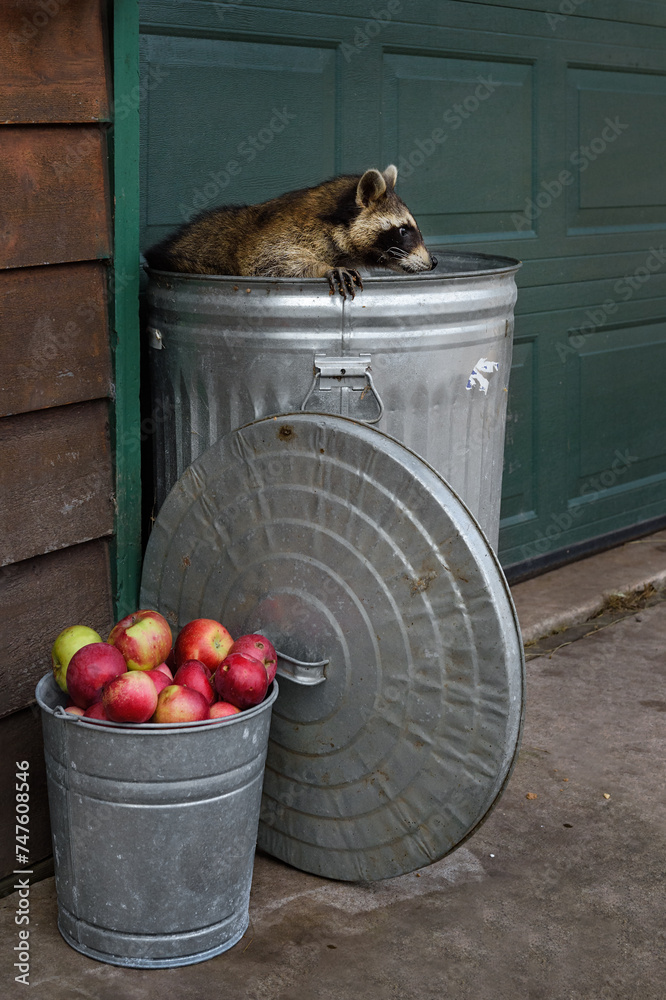 Raccoon (Procyon lotor) Paw on Edge of Garbage Can Looks Right