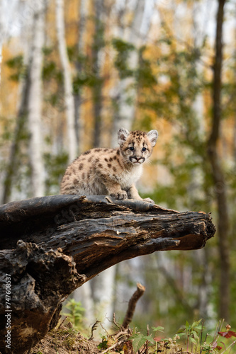 Cougar Kitten (Puma concolor) Looks Out From Atop Log Autumn