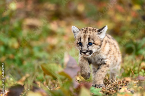 Cougar Kitten (Puma concolor) Paw Up Stepping Forward Autumn