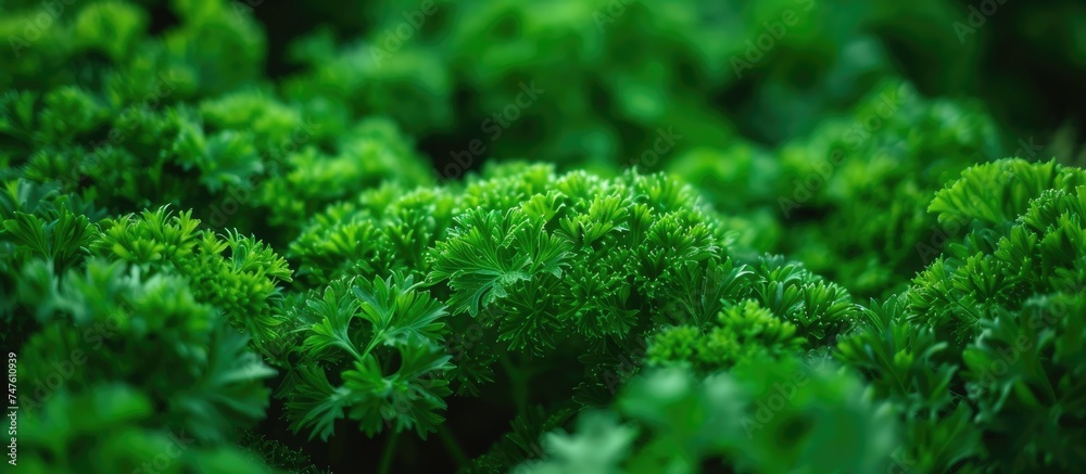 This close-up photo showcases the vibrant curly parsley leaves in a lush garden setting. This close-up photo showcases the vibrant curly parsley leaves in a lush garden setting.