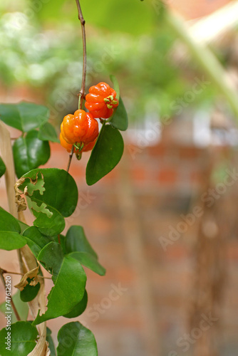 Ripe pitanga fruit on the tree pitanga is the fruit of the cherry tree a dicotyledonous plant from