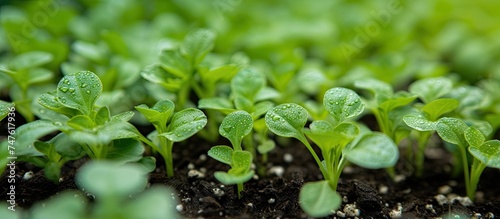 A cluster of Canast salad seedlings in dirt, ideal for transplanting.