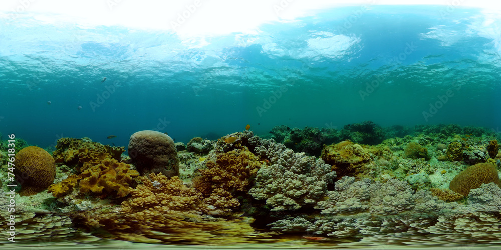 Beautiful corals under water life. Tropical fishes and coral reefs. Virtual Reality 360.