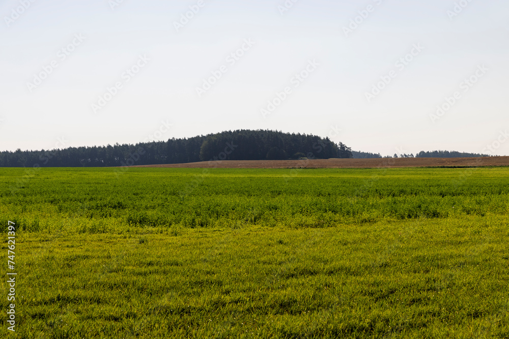 field with grass for harvesting fodder for cows