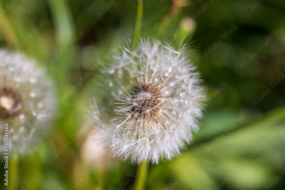 white flowers of dandelion balls in a spring field