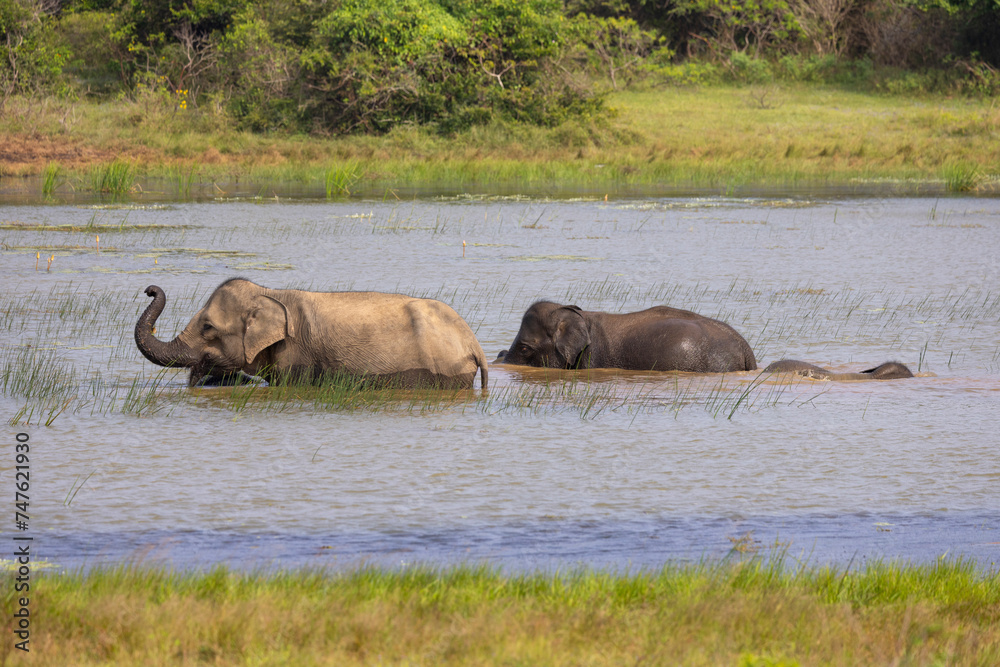 Herd of elephants wading through open water in natural native habitat, Yala National Park, Sri Lanka