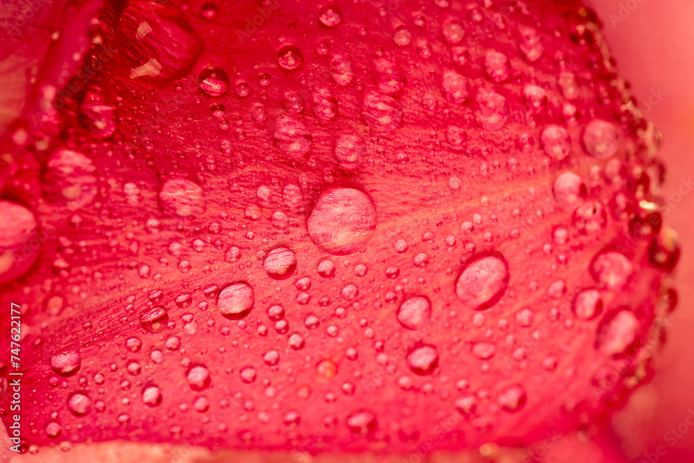 details of red petals of a faded red rose details of red petals of a faded red rose