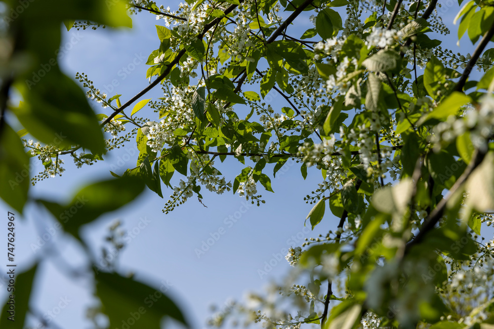 Fototapeta premium a flowering cherry tree in the spring season, a spring park