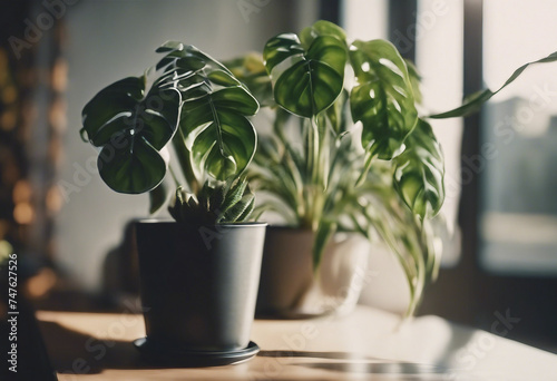 House plants on window