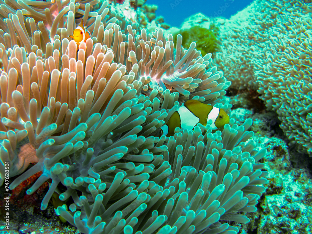 Clownfish and Sea Anemone: Scuba Diving in the Maldives Clownfish and Sea Anemone: Scuba Diving in the Maldives