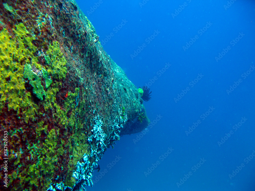 Vibrant and Colorful Coral Reef Wall: Scuba Diving