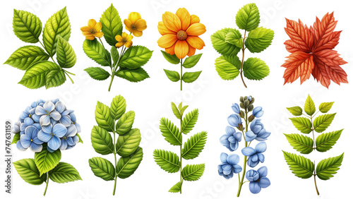 Zestaw różnych rodzajów kwiatów i liści. Różnorodne kształty, kolory i tekstury, co tworzy interesujący i barwny obraz natury wiosną