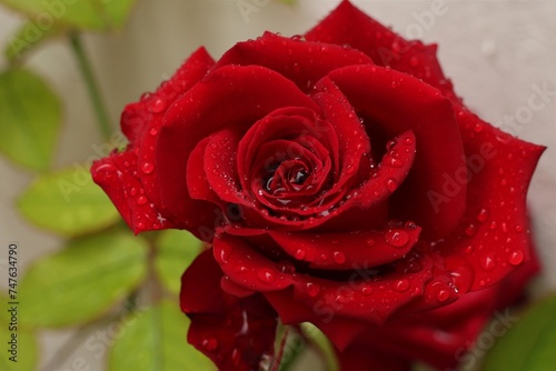 Red rose with water drops 