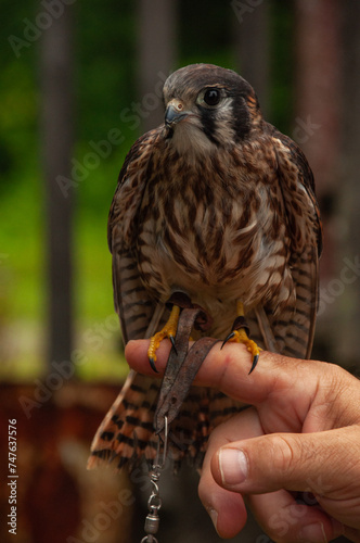 American Kestrel Falcon perched on a hand