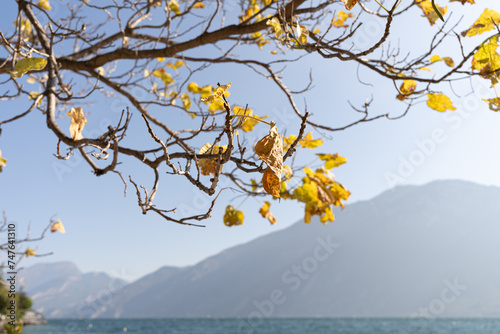 tree on a sunny autumn day with a lake and mountains in the background