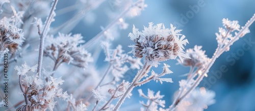 A close-up view of a plant as it embraces icy crystals in a stunning display of natures beauty. © AkuAku