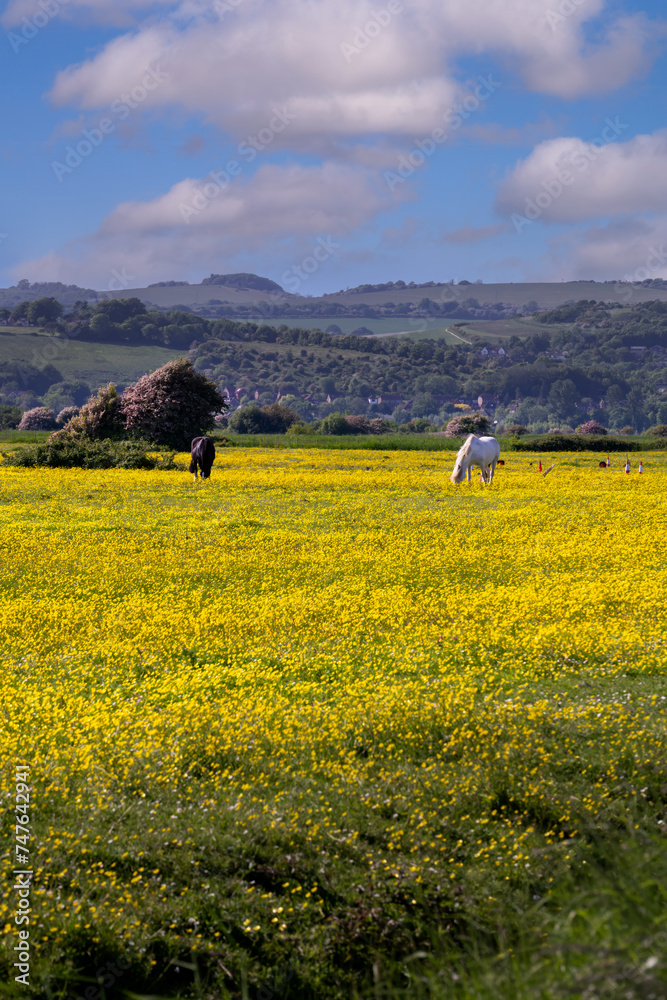 Walking in East Sussex, England, in spring, horses in a buttercup field