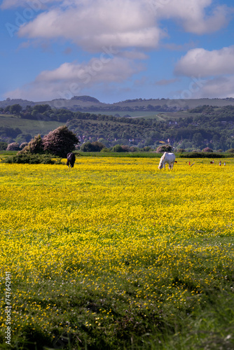 Walking in East Sussex  England  in spring  horses in a buttercup field